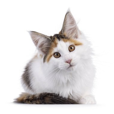 Şirin Turtie Maine Rakun kedi yavrusu, yüzüstü yere yatıyor. Doğruca kameraya bakıyor. Beyaz bir arkaplanda izole edilmiş.