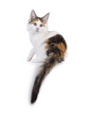 Tatlı tortie Maine Rakun kedi yavrusu, bir kenarda ters oturuyor. Kameranın yanında omzunun üstünden bakıyor. Beyaz bir arkaplanda izole edilmiş.