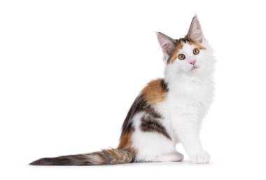 Şirin Turtie Maine Rakun kedi yavrusu, yan yana oturuyor. Kameranın üstüne bakıyorum. Beyaz bir arkaplanda izole edilmiş.