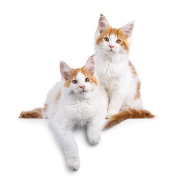 Sevimli ikili Maine Rakun kedi yavruları, yan yana oturup yatıyorlar. İkisi de kameraya bakıyor. Beyaz bir arkaplanda izole edilmiş.