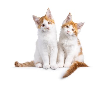 Sevimli ikili Maine Rakun kedi yavruları, yan yana oturuyorlar. İkisi de kameraya bakıyor. Beyaz bir arkaplanda izole edilmiş.