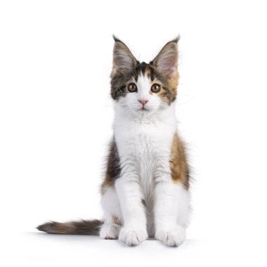 Sevimli Tortie Maine Rakun kedi yavrusu, yüzü önde oturuyor. Kameraya doğru bakıyorum. Beyaz bir arkaplanda izole edilmiş.