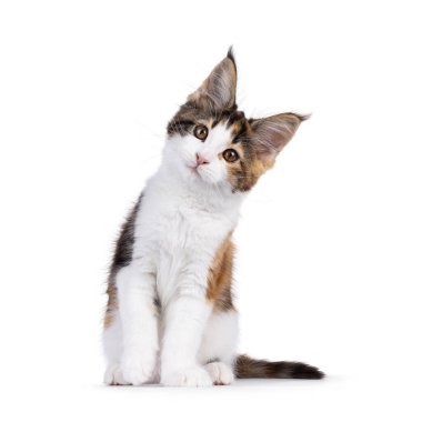 Sevimli Tortie Maine Rakun kedi yavrusu, yüzü önde oturuyor. Kameraya doğru tatlı bir kafayla bakıyor. Beyaz bir arkaplanda izole edilmiş.
