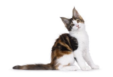 Sevimli Tortie Maine Rakun kedi yavrusu, yan yana oturuyor. Kameraya doğru tatlı bir şekilde eğik kafayla bakıyor. Beyaz bir arkaplanda izole edilmiş.