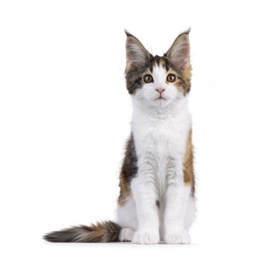 Sevimli Tortie Maine Rakun kedi yavrusu, yüzü önde oturuyor. Kameraya doğru bakıyorum. Beyaz bir arkaplanda izole edilmiş.