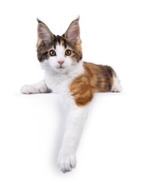 Sevimli tortie Maine Rakun kedi yavrusu, ön pençeleri öne bakan bir kenardan sarkıyor. Kameraya doğru bakıyorum. Beyaz bir arkaplanda izole edilmiş.