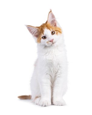 Kırmızı Maine Rakunu kedisiyle beyaz şirin bir kedi, yüzü önde oturuyor. Başını eğerek kameraya bakıyor. Beyaz bir arkaplanda izole edilmiş.