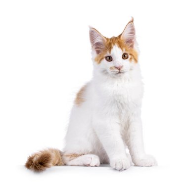 Kırmızı Maine Rakunu kedisiyle beyaz şirin bir kedi, yan yana oturuyor. Kameranın yanına güzel bir kafayla bakıyor. Beyaz bir arkaplanda izole edilmiş.