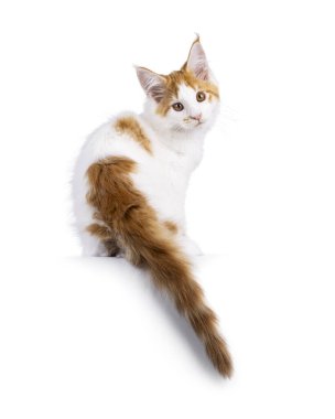 Kırmızı Maine Rakunu kedisiyle beyaz şirin bir kedi, bir kenarda ters oturuyor. Kameraya bakıp şablonu göstermeli. Beyaz bir arkaplanda izole edilmiş.