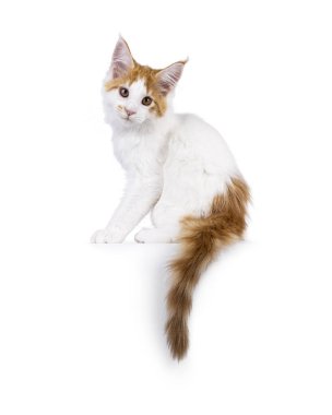 Kırmızı Maine Rakunu kedisiyle beyaz şirin bir kedi, kenarlarda oturuyor. Başını eğerek kameraya bakıyor. Beyaz bir arkaplanda izole edilmiş.