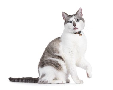 Açık renkli yakışıklı ev kedisi, yan yana oturmuş yaka takıyor. Büyüleyici mavi gözleri ve dili açık bir şekilde kameraya doğru bakıyor. Bir pençe yukarı. Beyaz bir arkaplanda izole edilmiş.