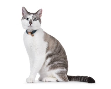 Açık renkli yakışıklı ev kedisi, yan yana oturmuş yaka takıyor. Büyüleyici mavi gözlerle kameraya doğru bakıyor. Beyaz bir arkaplanda izole edilmiş.