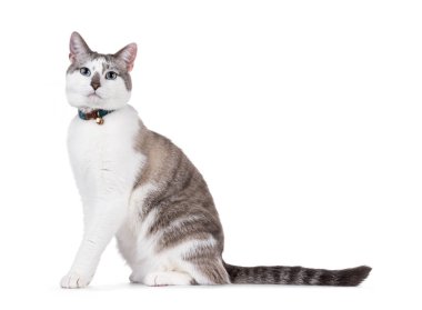 Açık renkli yakışıklı ev kedisi, yan yana oturmuş yaka takıyor. Büyüleyici mavi gözlerle kameraya doğru bakıyor. Beyaz bir arkaplanda izole edilmiş.