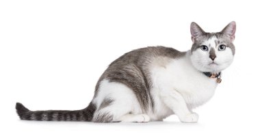 Açık renkli yakışıklı ev kedisi, yan yatmış yaka ve zil takıyor. Büyüleyici mavi gözlerle kameraya doğru bakıyor. Beyaz bir arkaplanda izole edilmiş.