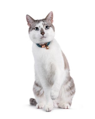 Açık renkli, yakışıklı ev kedisi, yüzükoyun oturan, boynunda çan olan. Büyüleyici mavi gözlerle kameraya doğru bakıyor. Bir pençe yukarı. Beyaz bir arkaplanda izole edilmiş.