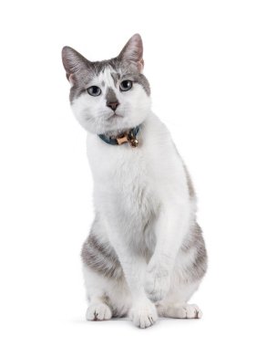 Açık renkli, yakışıklı ev kedisi, yüzükoyun oturan, boynunda çan olan. Büyüleyici mavi gözlerle kameraya doğru bakıyor. Bir pençe yukarı. Beyaz bir arkaplanda izole edilmiş.