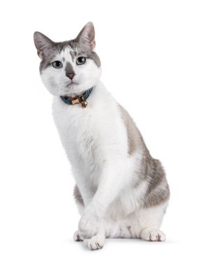 Açık renkli, yakışıklı ev kedisi, yüzükoyun oturan, boynunda çan olan. Büyüleyici mavi gözlerle kameraya doğru bakıyor. Bir pençe yukarı. Beyaz bir arkaplanda izole edilmiş.