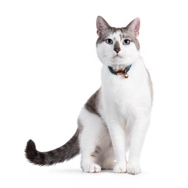 Açık renkli, yakışıklı ev kedisi. Yüzü ön tarafta duruyor. Yakasında zil var. Büyüleyici mavi gözlerle kameraya doğru bakıyor. Beyaz bir arkaplanda izole edilmiş.