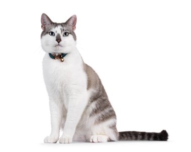 Açık renkli yakışıklı ev kedisi, yan yana oturmuş yaka takıyor. Büyüleyici mavi gözlerle kameraya doğru bakıyor. Beyaz bir arkaplanda izole edilmiş.