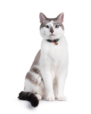 Açık renkli yakışıklı ev kedisi, yan yatmış yaka ve zil takıyor. Büyüleyici mavi gözlerle kameraya doğru bakıyor. Beyaz bir arkaplanda izole edilmiş.