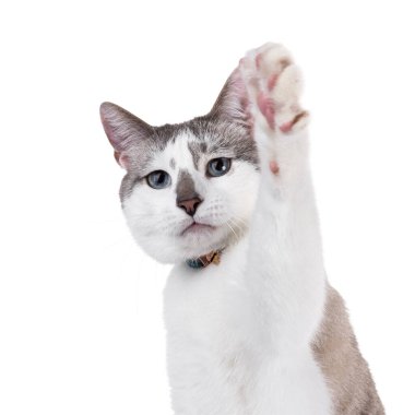 Açık renkli, yakışıklı bir ev kedisi, yan yana oturmuş yaka takıyor ve zil takıyor. Büyüleyici mavi gözlerle kameraya doğru bakıyor. Bir patiyle selam ver. Beyaz bir arkaplanda izole edilmiş.