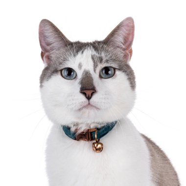 Açık renkli, yakışıklı bir ev kedisi, yan yana oturmuş yaka takıyor ve zil takıyor. Büyüleyici mavi gözlerle kameraya doğru bakıyor. Beyaz bir arkaplanda izole edilmiş.