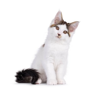 Tatlı Maine Rakunu kedi yavrusu, yüzü önde oturuyor. Doğrudan kameraya bakıyorum. Beyaz bir arkaplanda izole edilmiş.