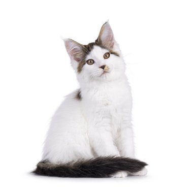 Tatlı Maine Rakunu kedi yavrusu, yan yana oturuyor. Kameranın yanına bakıyorum. Beyaz bir arkaplanda izole edilmiş.