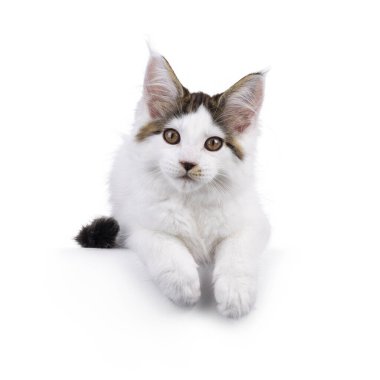 Tatlı Maine Rakunu kedi yavrusu, yüzükoyun uzanmış kenarda yatıyor. Kameraya doğru bakıyorum. Beyaz bir arkaplanda izole edilmiş.