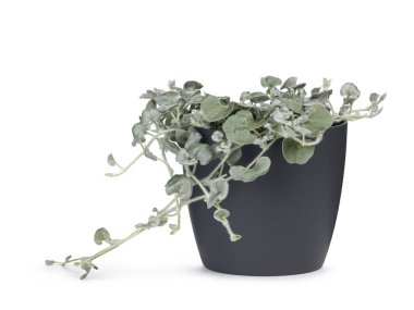 Dichondra Argentea diğer adıyla Silver Falls veya Silver Ponyfoot, gri bir tencerede. Beyaz bir arkaplanda izole edilmiş.