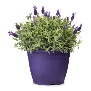 Lavandula stoechas namı diğer Kelebek Lavanta, mor bir tencerede. Beyaz bir arkaplanda izole edilmiş.