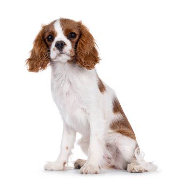 Şirin kahverengi ve beyaz Cabalier King Charles Spaniel köpek yavrusu, yan yana oturuyor. Kameraya dikkat et. Beyaz bir arkaplanda izole edilmiş.