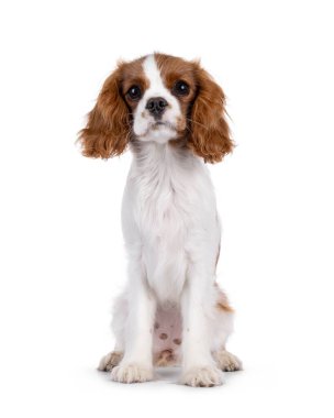 Şirin kahverengi ve beyaz Cabalier King Charles Spaniel köpek yavrusu, önde oturuyor. Kameraya dikkat et. Beyaz bir arkaplanda izole edilmiş.