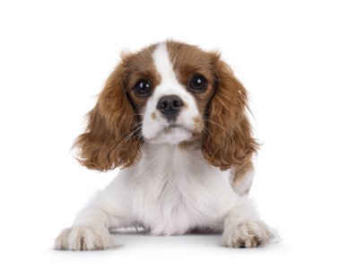 Şirin kahverengi ve beyaz Cabalier King Charles Spaniel köpek yavrusu, yüzüstü yere yatıyor. Kameraya dikkat et. Beyaz bir arkaplanda izole edilmiş.