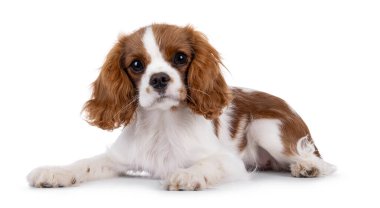 Şirin kahverengi ve beyaz Cabalier King Charles Spaniel köpek yavrusu, yan yana yatıyor. Kameraya dikkat et. Beyaz bir arkaplanda izole edilmiş.