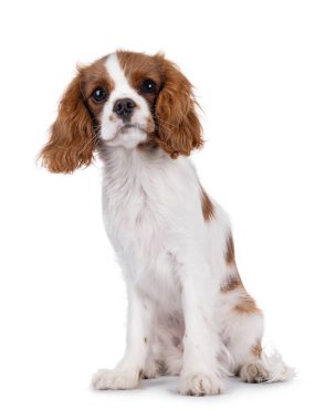 Şirin kahverengi ve beyaz Cabalier King Charles Spaniel köpek yavrusu, önde oturuyor. Kameraya dikkat et. Beyaz bir arkaplanda izole edilmiş.