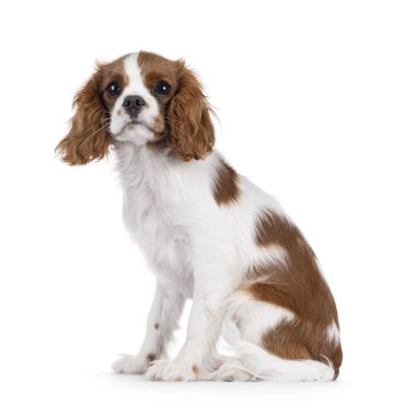Şirin kahverengi ve beyaz Cabalier King Charles Spaniel köpek yavrusu, yan yana oturuyor. Kameraya dikkat et. Beyaz bir arkaplanda izole edilmiş.