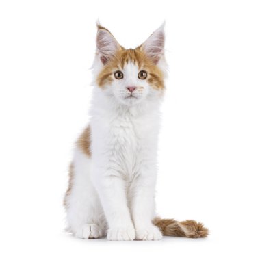 Beyaz Maine Rakun kedisi kedisiyle sevimli kırmızı, yüzü önde oturuyor. Kameranın yanına bakıyorum. Beyaz bir arkaplanda izole edilmiş.