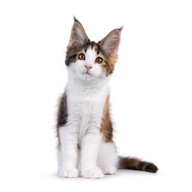 Sevimli Tortie Maine Rakun kedi yavrusu, yüzü önde oturuyor. Sevimli bir ifadeyle kameraya doğru bakıyor. Beyaz bir arkaplanda izole edilmiş.