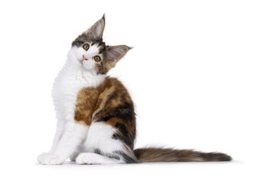 Sevimli Tortie Maine Rakun kedi yavrusu, yan yana oturuyor. Kameraya doğru başını eğerek bakıyor. Beyaz bir arkaplanda izole edilmiş.