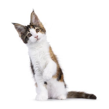 Sevimli Tortie Maine Rakun kedi yavrusu, yüzü önde oturuyor. Pençelerini kaldırarak kameraya doğru bakıyor. Beyaz bir arkaplanda izole edilmiş.