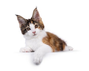 Sevimli Tortie Maine Rakun kedi yavrusu, yüzükoyun yatıyordu. Kameraya doğru başını eğerek bakıyor. Beyaz bir arkaplanda izole edilmiş.