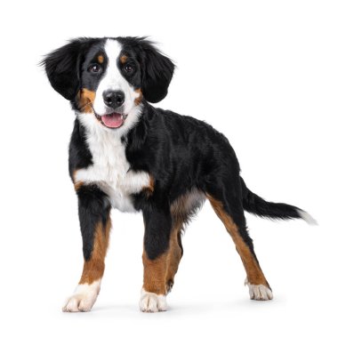 Sevimli genç Berner Sennen köpeği, yan yana duruyor. Kameraya doğru bakıyorum. Beyaz bir arkaplanda izole edilmiş.