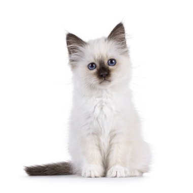 Sevimli fok yavrusu Kutsal Birman kedi yavrusu, yüzü önde oturuyor. Melez mavi gözlerle doğrudan kameraya bakıyor. Beyaz bir arkaplanda izole edilmiş.