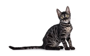 Mükemmel kömür kömürü Bengal kedi yavrusu, yan yana oturuyor. Kameraya doğru bakıyorum. Beyaz bir arkaplanda izole edilmiş.