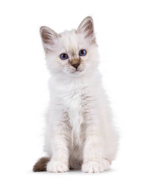 Şirin tekir kedicik, kutsal Birman kedisini işaret etti. Yüzü önde oturuyor. Melez mavi gözlerle doğrudan kameraya bakıyor. Beyaz bir arkaplanda izole edilmiş.