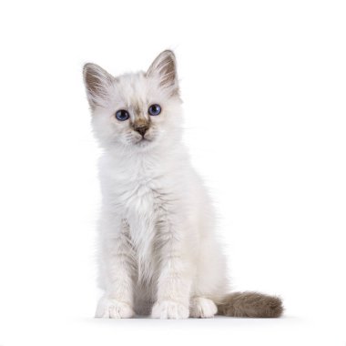 Şirin tekir kedicik, kutsal Birman kedisini işaret etti. Yüzü önde oturuyor. Melez mavi gözlerle doğrudan kameraya bakıyor. Beyaz bir arkaplanda izole edilmiş.