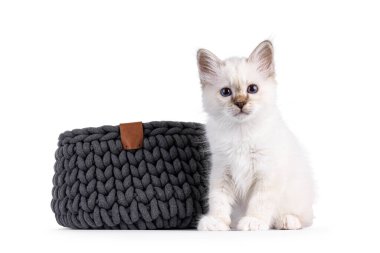 Şirin tekir kedicik, gri örgü sepetinin yanında oturuyor. Melez mavi gözlerle doğrudan kameraya bakıyor. Beyaz bir arkaplanda izole edilmiş.