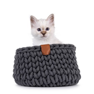 Şirin tekir kedicik gri örgü sepetinde oturan Kutsal Birman kedisini işaret etti. Melez mavi gözlerle doğrudan kameraya bakıyor. Beyaz bir arkaplanda izole edilmiş.