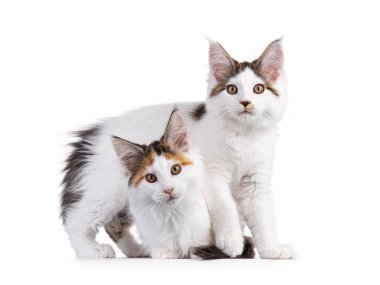 Maine Rakun Kedi Yavrusu İkili, bir tanesinin başında duruyor. İkisi de doğrudan kameraya bakıyor. Beyaz bir arkaplanda izole edilmiş.